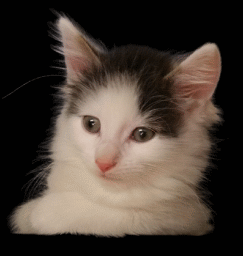 Benutzer Avatar